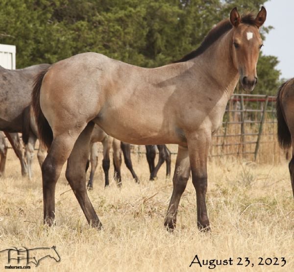 Hancocks Red Hot MA's 2023 Bay Roan Filly